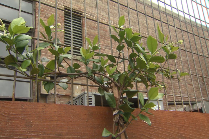 Use trellis and vines to cover unsightly spots 